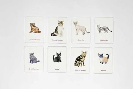 Cats And Kittens Memory Game