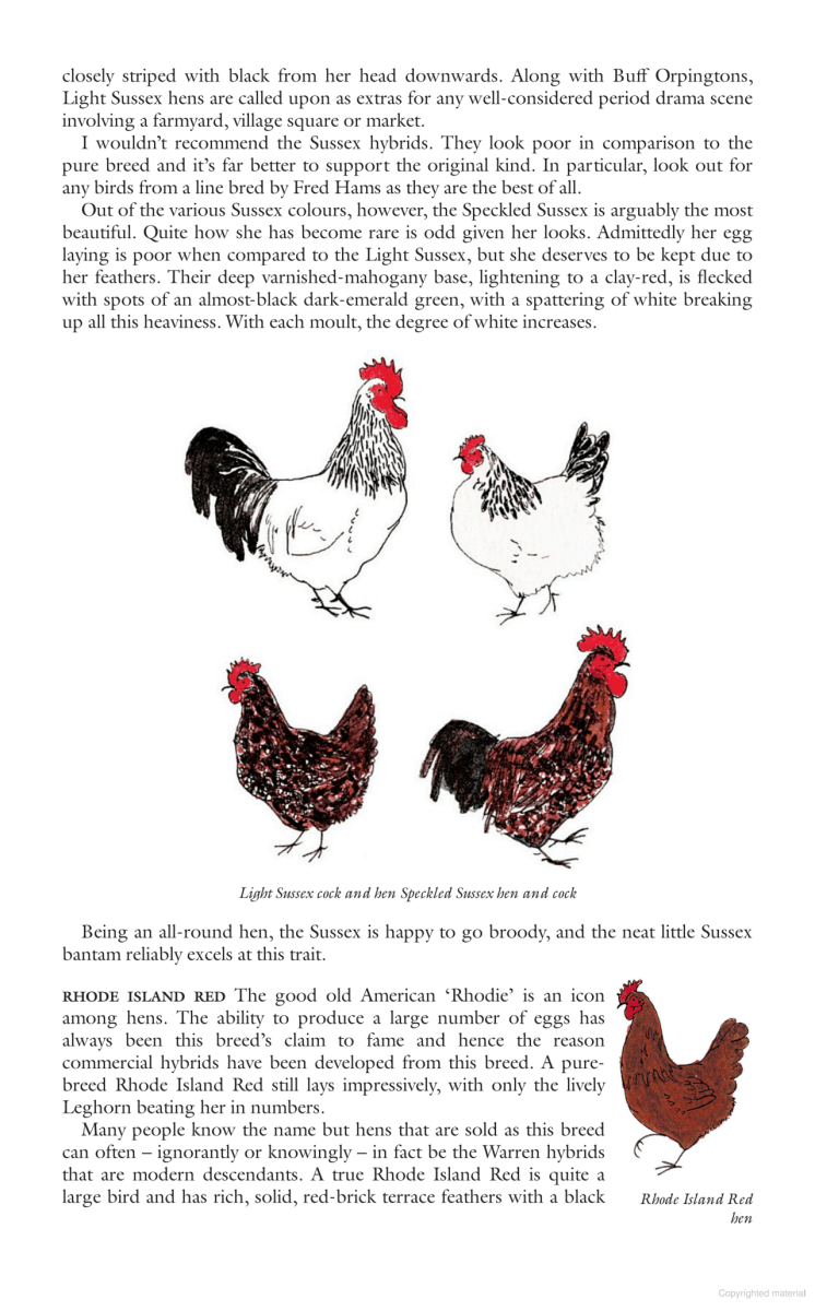 Chicken Boy: My Life With Hens