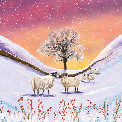 RSPCA Christmas Cards Northern Lights