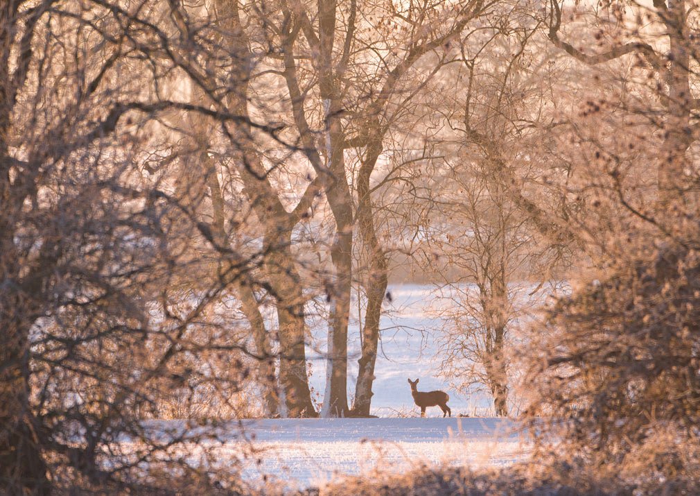 RSPCA Young Photographer Award Christmas Cards