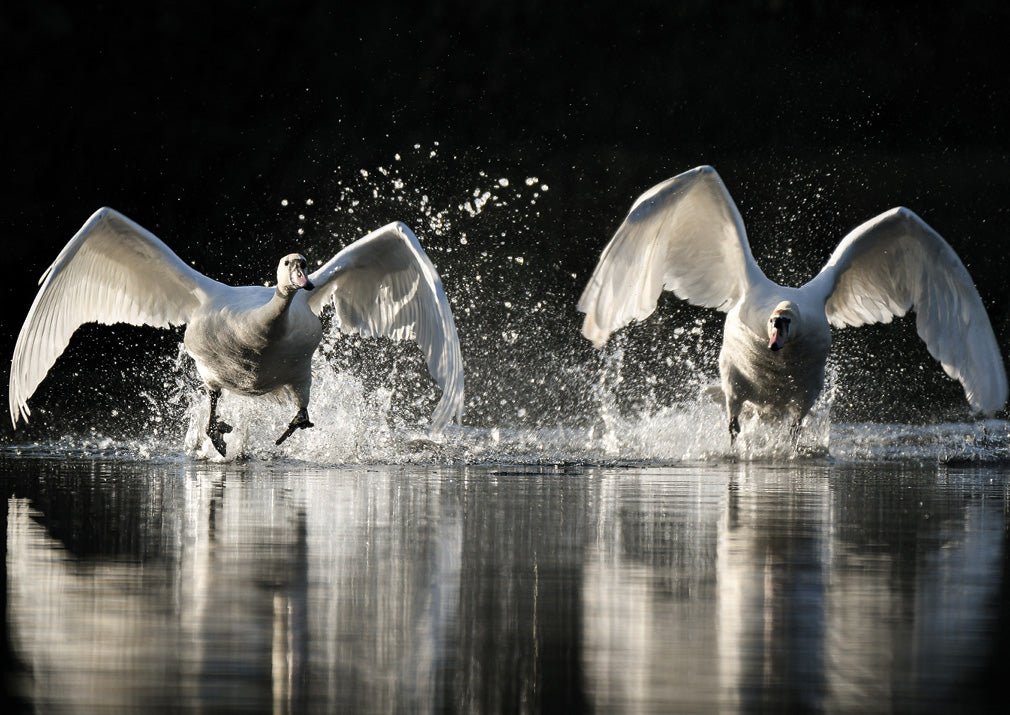 RSPCA Young Photographer Award Christmas Cards