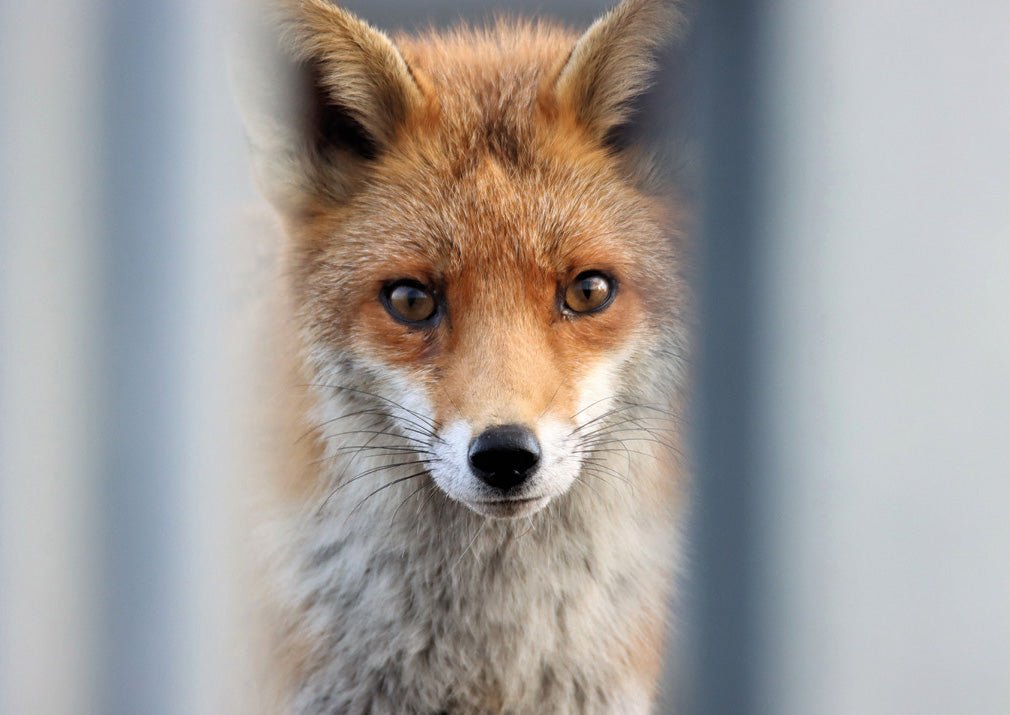 RSPCA Young Photographer Award Christmas Cards