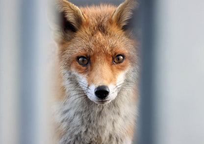 RSPCA Young Photographer Award Christmas Cards