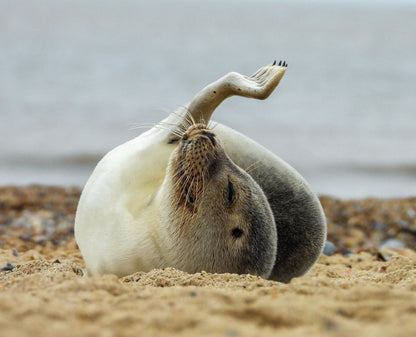 RSPCA Young Photographers Landscape Wall Calendar 2025