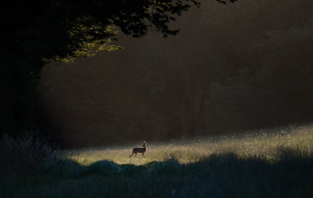 RSPCA Young Photographers Landscape Wall Calendar 2025