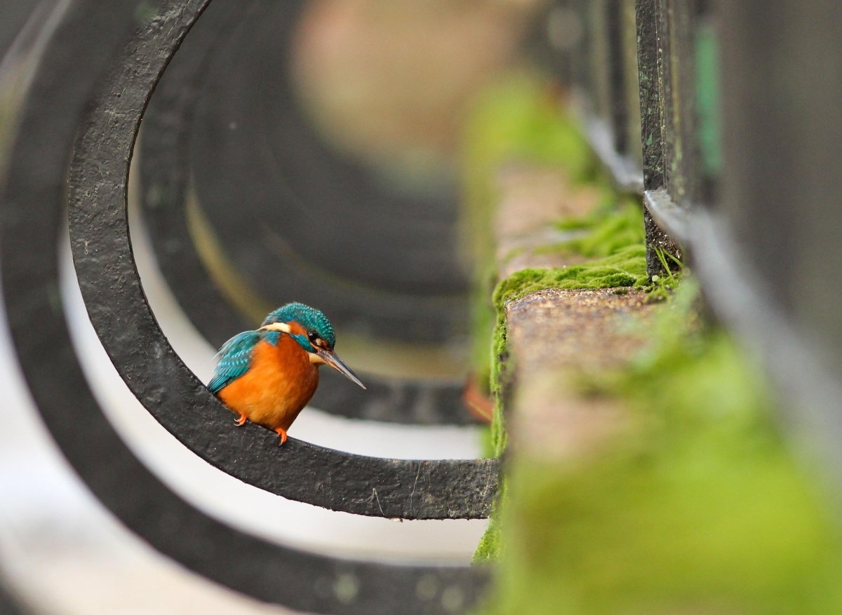 RSPCA Young Photographers Landscape Wall Calendar 2025