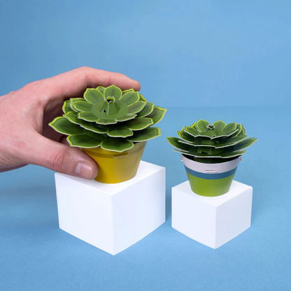 soothing succulent plant Mini Paper Plant Kit