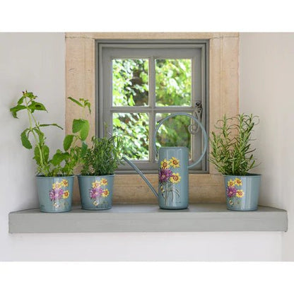 RHS Asteraceae Herb Pot Set Of Three