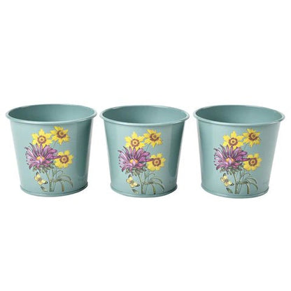 RHS Asteraceae Herb Pot Set Of Three