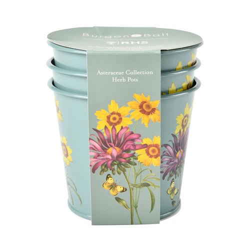 RHS Asteraceae Herb Pot Set Of Three