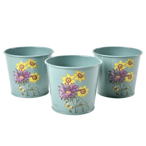 RHS Asteraceae Herb Pot Set Of Three