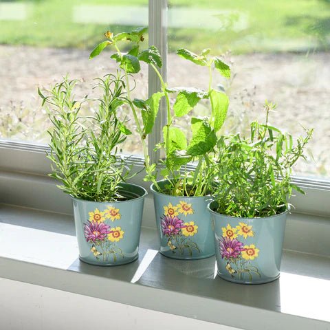 RHS Asteraceae Herb Pot Set Of Three