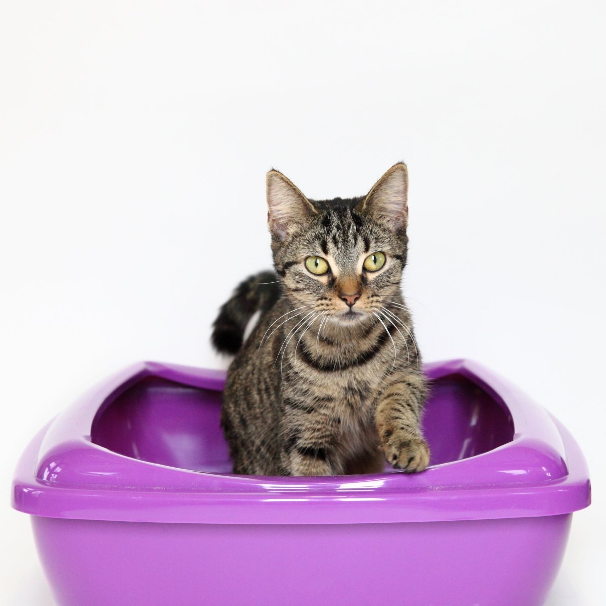 RSPCA Ultra Absorbent Non - Clumping Cat Litter, 30 litres