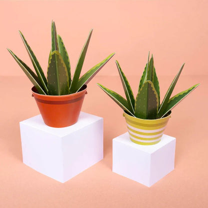 Mini Plant Making Kit - Make Your Own Healing Aloe Vera