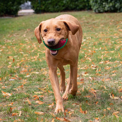 Ice Paws Cooling Watermelon Toy