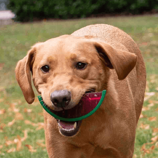 Ice Paws Cooling Watermelon Toy