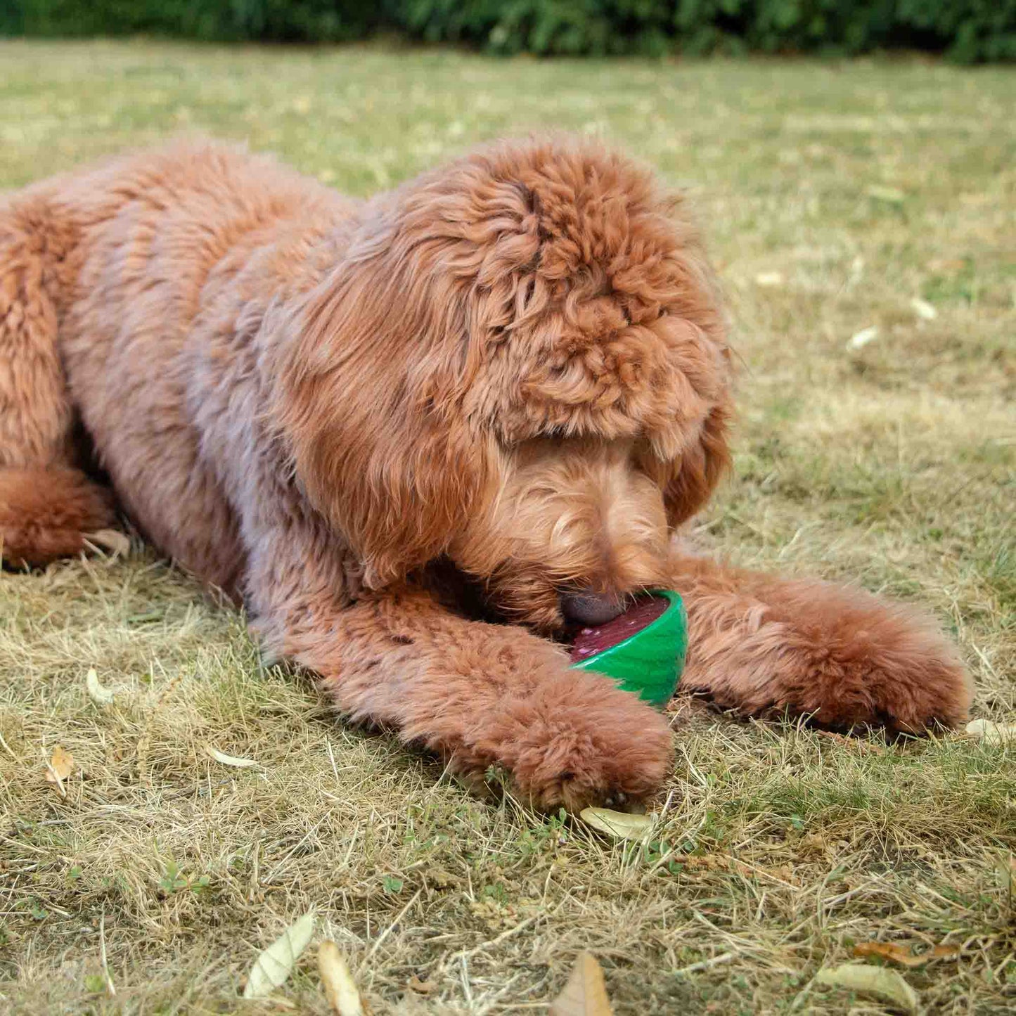 Ice Paws Cooling Watermelon Toy