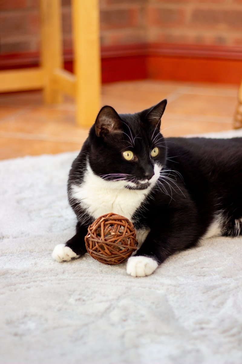 A black and white cat sitting beside a woven willow and catnip ball.