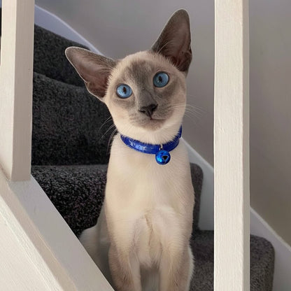 Cat Safety Collar, Reflective