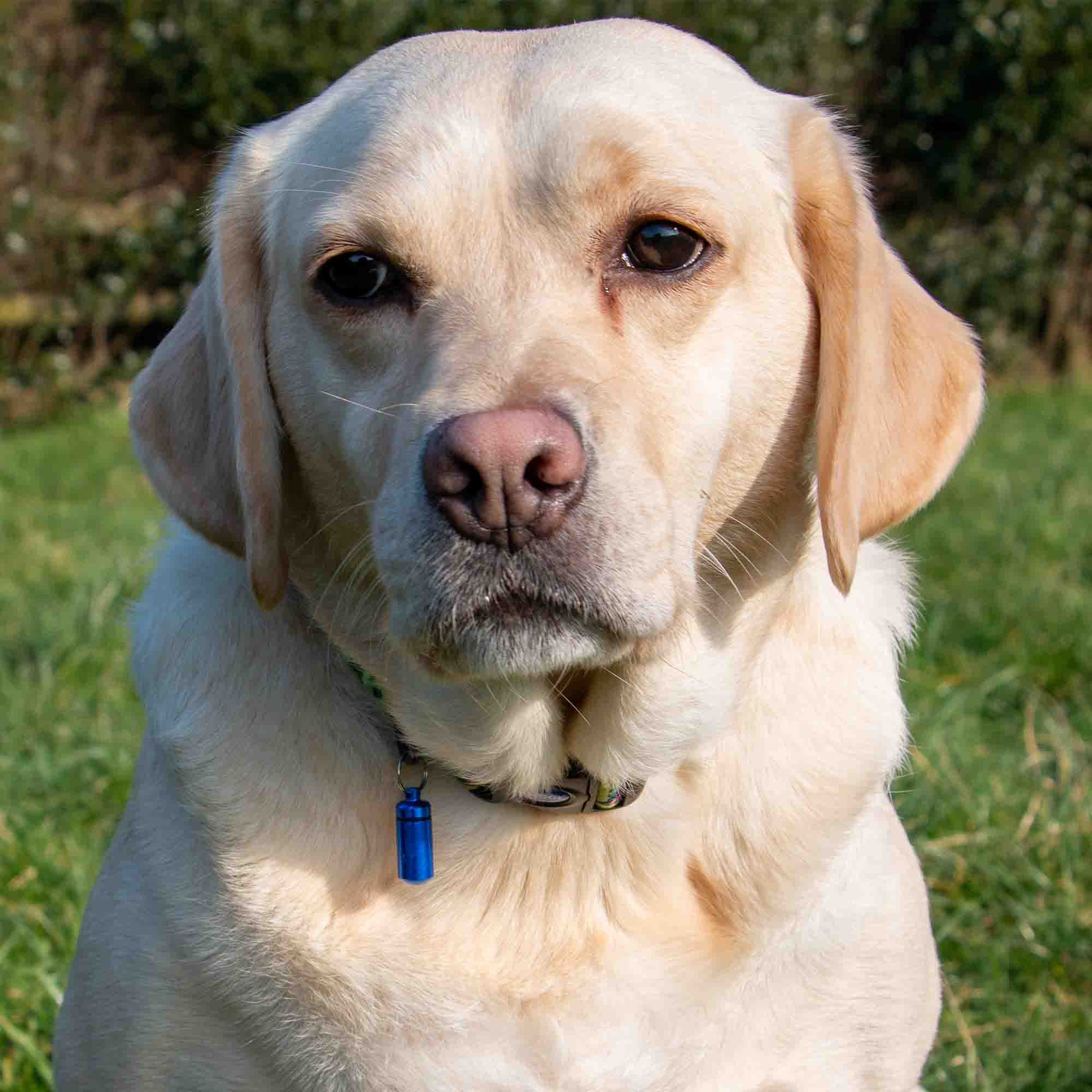 Aluminium ID Tube For Dog Collars