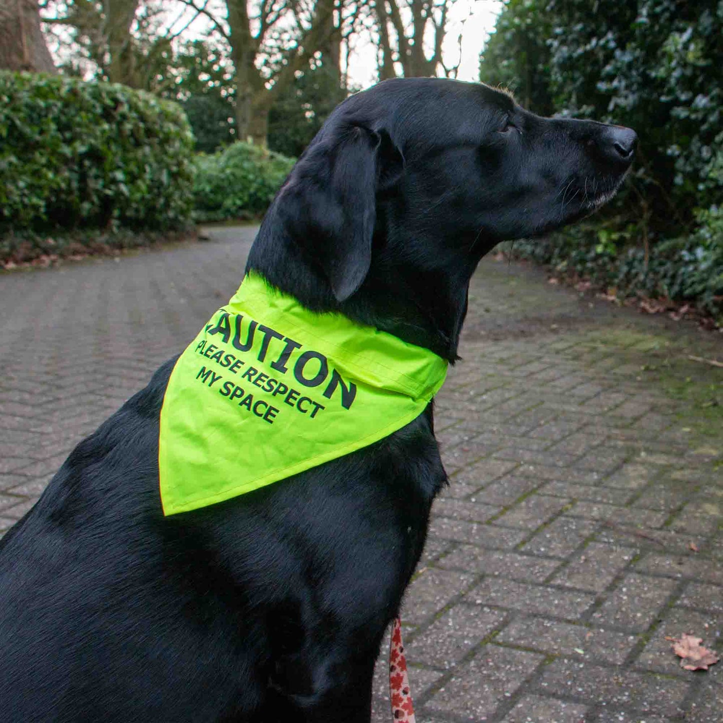 Yellow 'Respect My Space' Dog Bandana