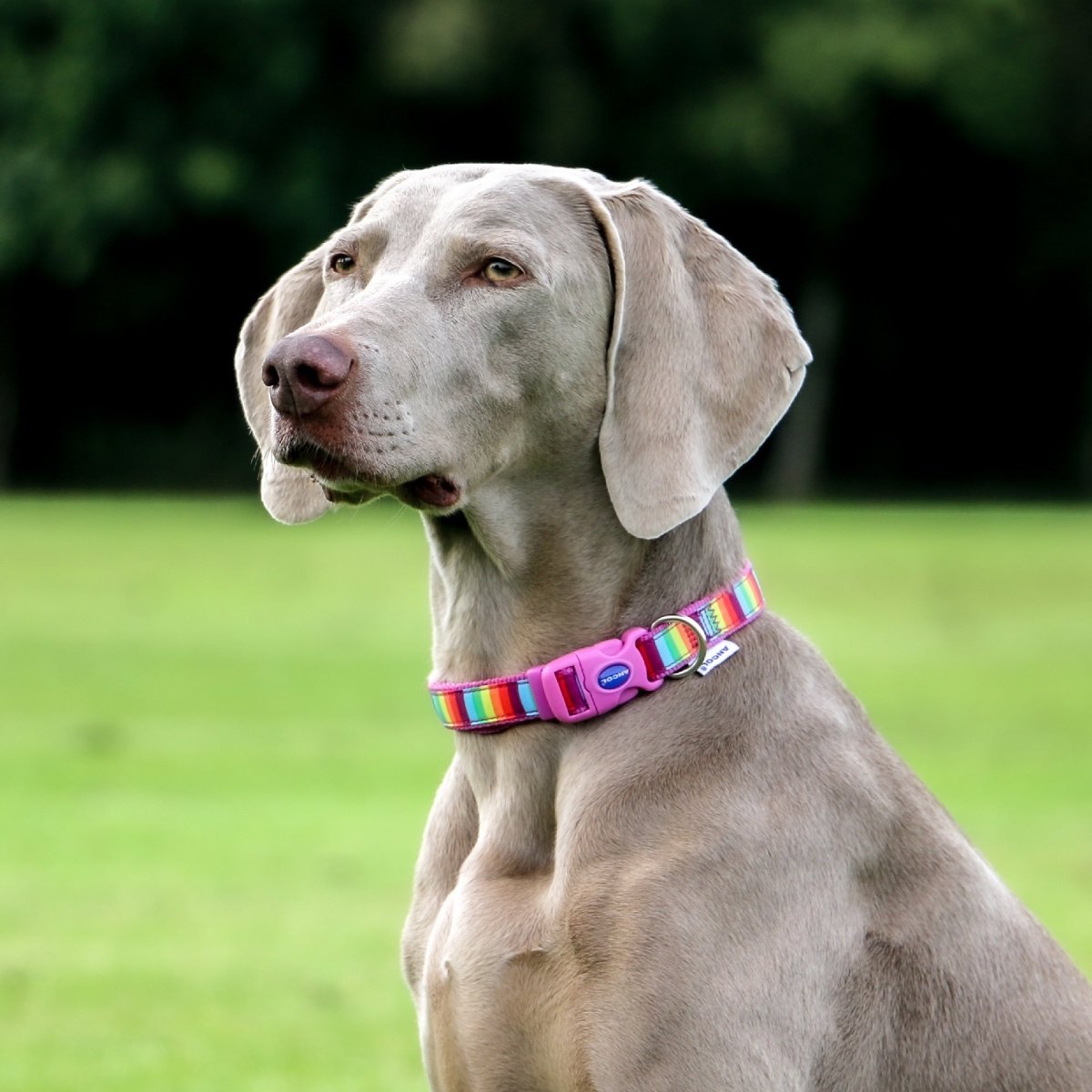 Ancol Nylon Rainbow Stripe Dog Collar