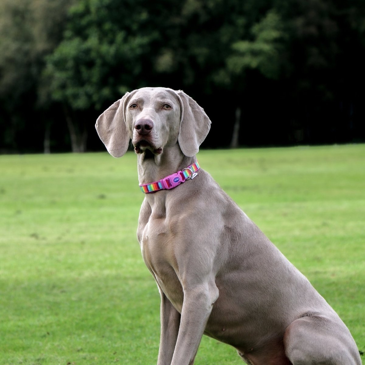 Ancol Nylon Rainbow Stripe Dog Collar