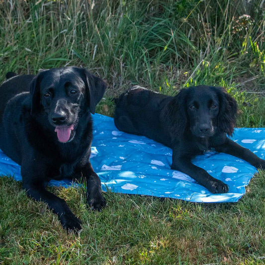 Ice Paws Cooling Mat