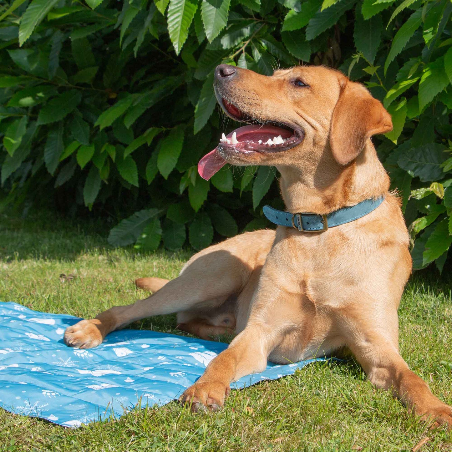Ice Paws Cooling Mat