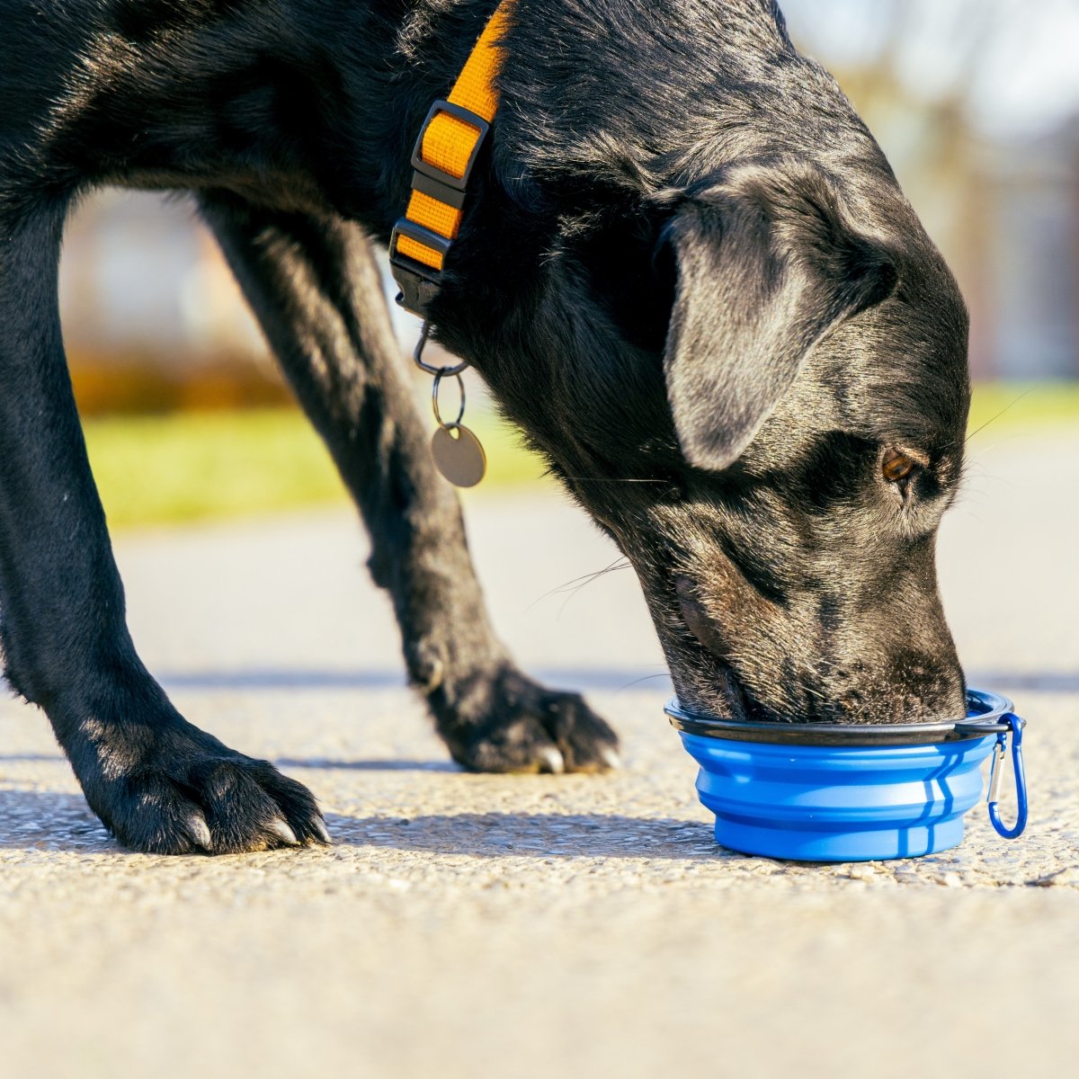 Collapsible Silicone Dog Bowl 350ml - Blue
