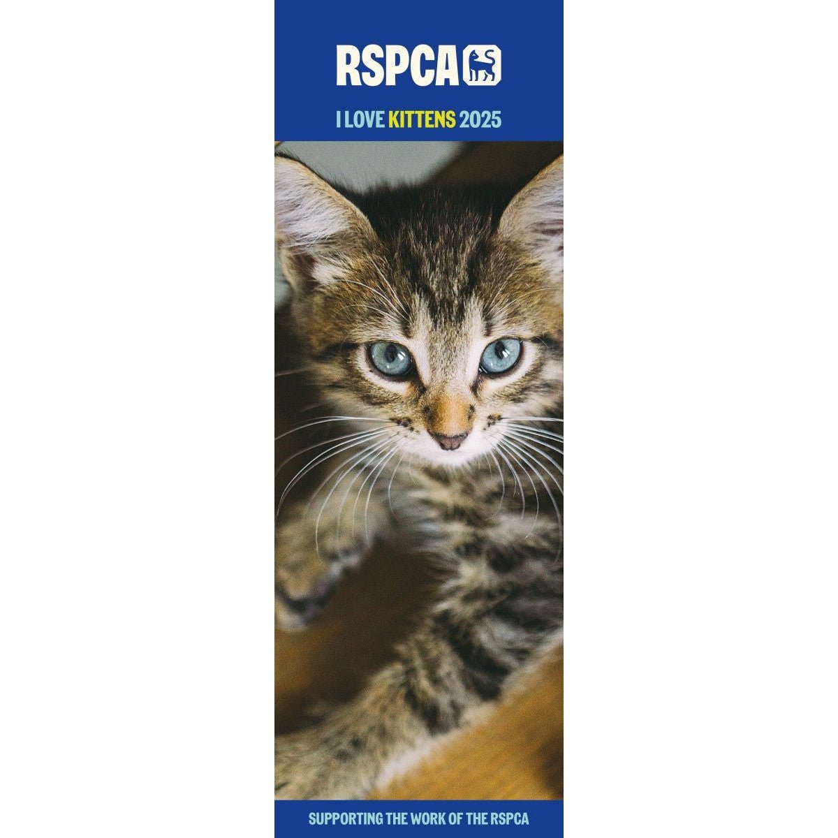 RSPCA Kittens Slim Calendar 2025