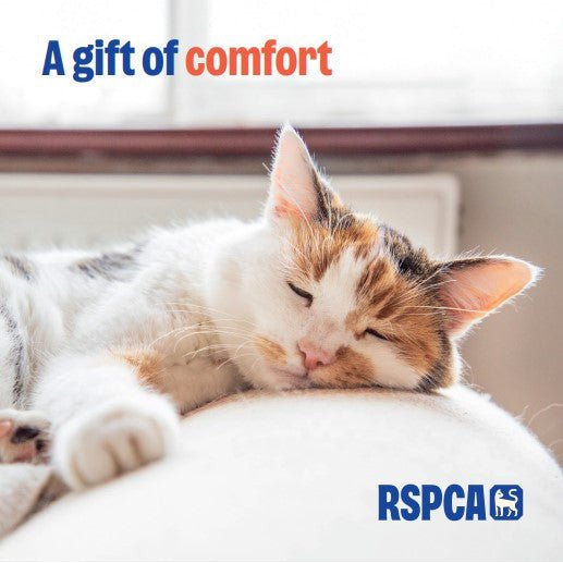 A Gift of Comfort - Cat RSPCA Charity Gift Card £10