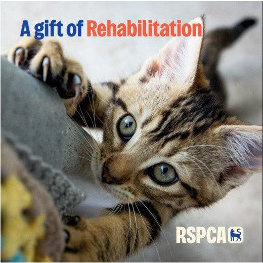 A Gift of Rehabilitation RSPCA Cat Charity Gift Card £35