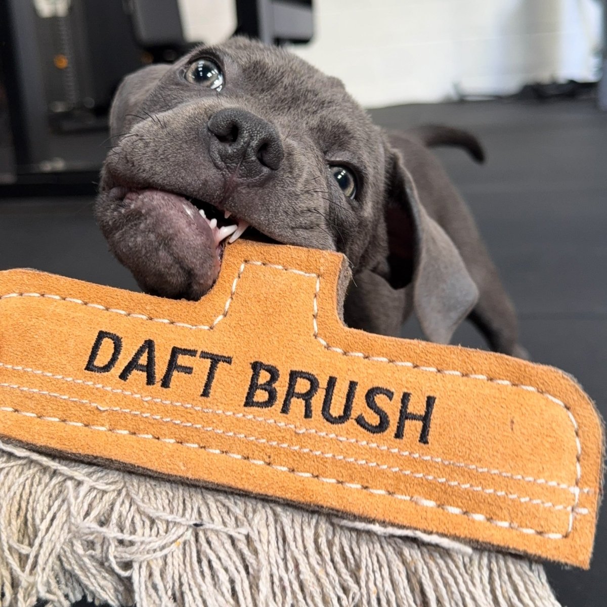 Daft Brush - Eco Dog Toy