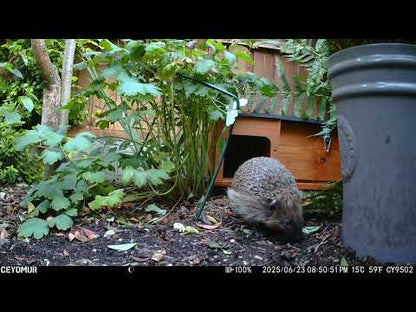 Deluxe Hedgehog House