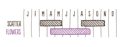 Edible Flowers Forager's Mix Seedball Pack