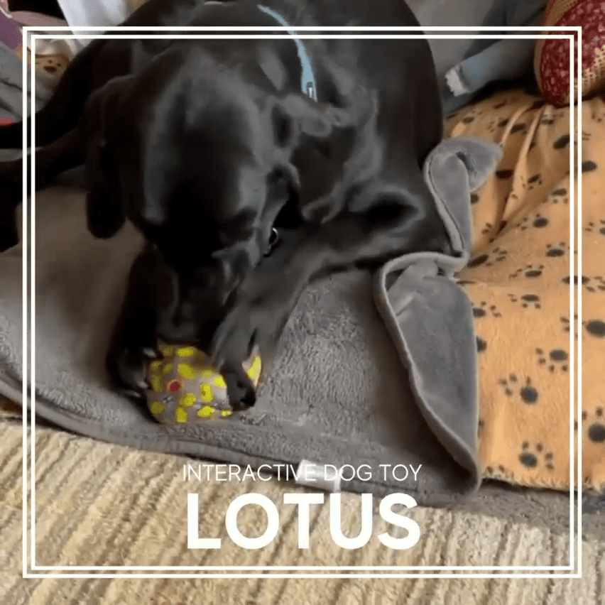 Lotus Treat Dispensing Puzzle Dog Toy