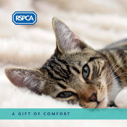A Gift of Comfort - Cat Charity Gift Card
