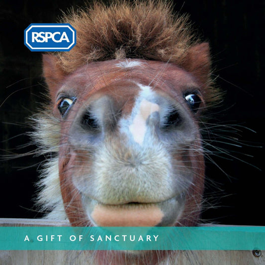 A Gift of Sanctuary Charity Gift Card