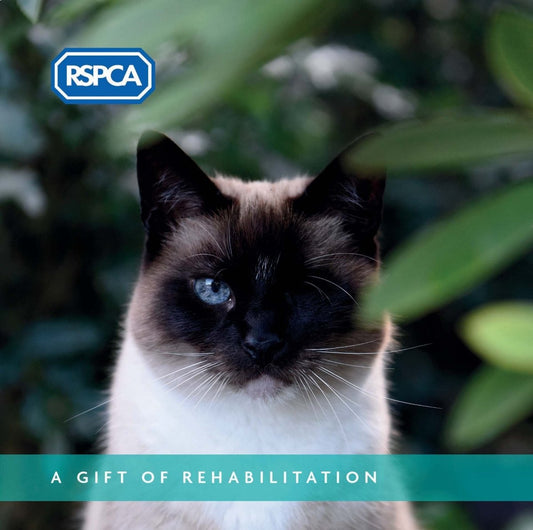 A Gift of Rehabilitation - Cat Charity Gift Card