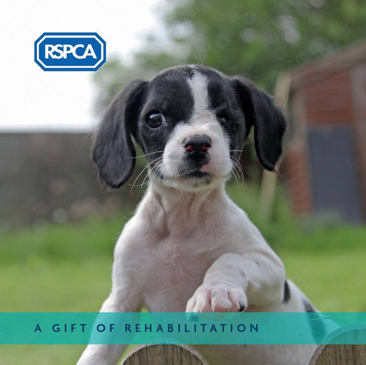 A Gift of Rehabilitation - Dog Charity Gift Card