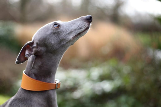 RSPCA Tan Leather Collar with ID tag (Greyhound/Whippet)