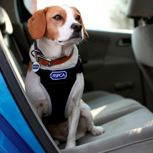 RSPCA Car Safety and Walking Harness