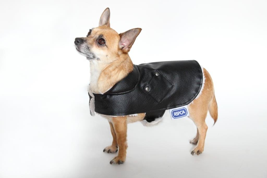 Luxury Black Faux Leather Aviator Dog Jacket – RSPCA Shop