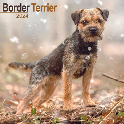 Border Terrier Square Wall Calendar 2024