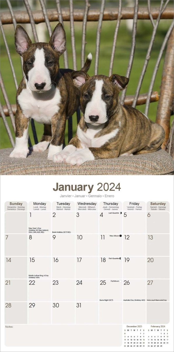 Rspca 2024 bull terriers