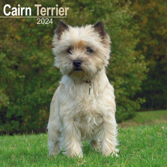 Cairn Terrier Square Wall Calendar 2024
