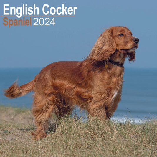 English Cocker Spaniel Square Wall Calendar 2024
