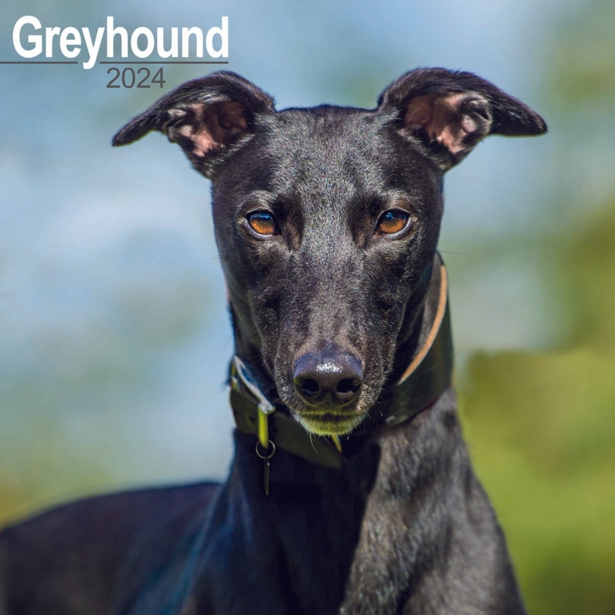 Greyhound Square Wall Calendar 2024 RSPCA Shop   4520000170124 CA0212 1 177819 