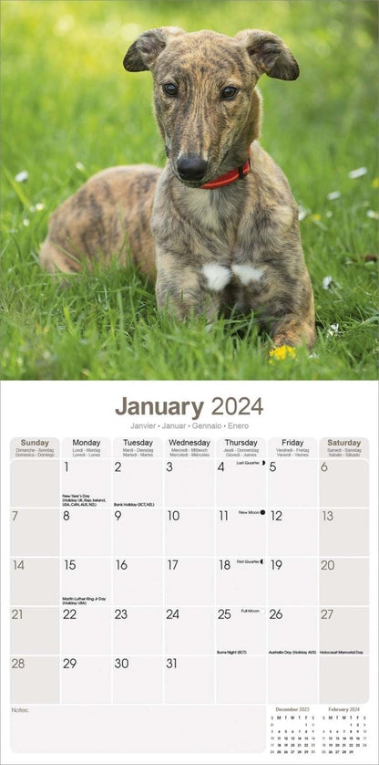 Greyhound Square Wall Calendar 2024